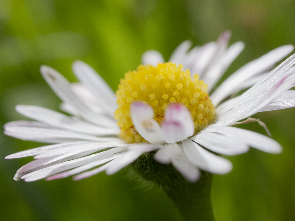 IMAGES\Madelief (bellis perennis)\P1280178_sm.jpg